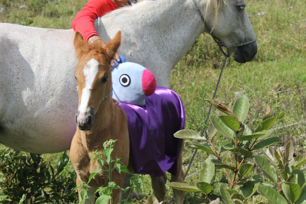btsarmyquindio's tweet photo. We are really honored to announce that our Fanbase has an amazing gift for our Sunshine JUNG HO SEOK, Mang the foal was born in January 29, we feel very happy to be able to give this to Hobi!
Mang is currently living with his mother in Pijao,Quindío,
Colombia🇨🇴
#HAPPYJHOPEDAY https://t.co/dv5z1bzlhV