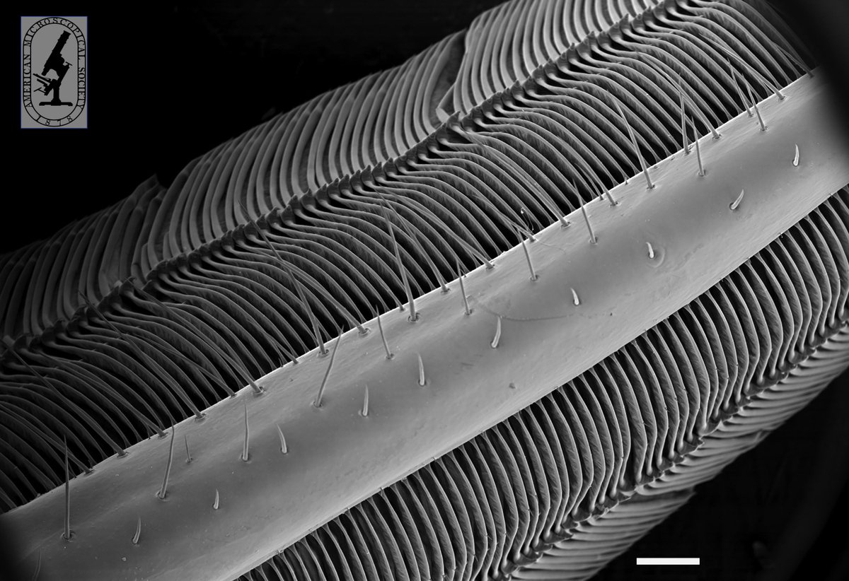 AMS_Micros's tweet image. #SEMSundays continues with this view of a gill of the blue crab, Callinectes sapidus!

Scale bar, 500 µm. Credit: Stephanie Pascual, 2017 winner of the #Buchsbaum Prize in the Grayscale Division.
