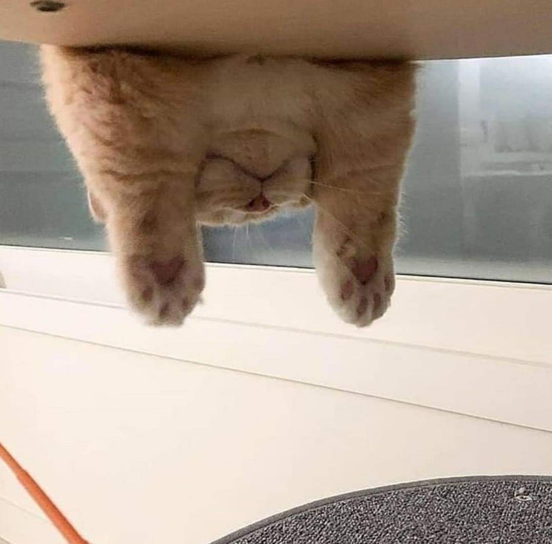 𝐬𝐚𝐲𝐜⚯𝐥𝐞𝐧𝐠𝐥𝐢𝐬𝐡™🧠📚🐈‍⬛ tweet media