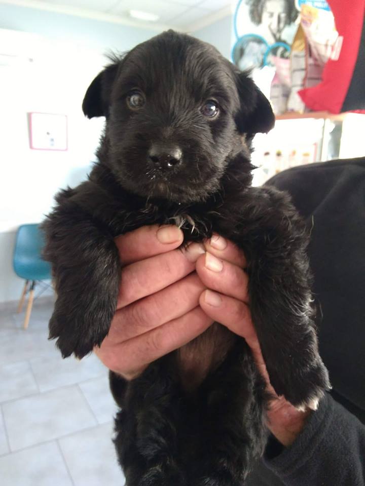 DOGS RESCUE tweet media