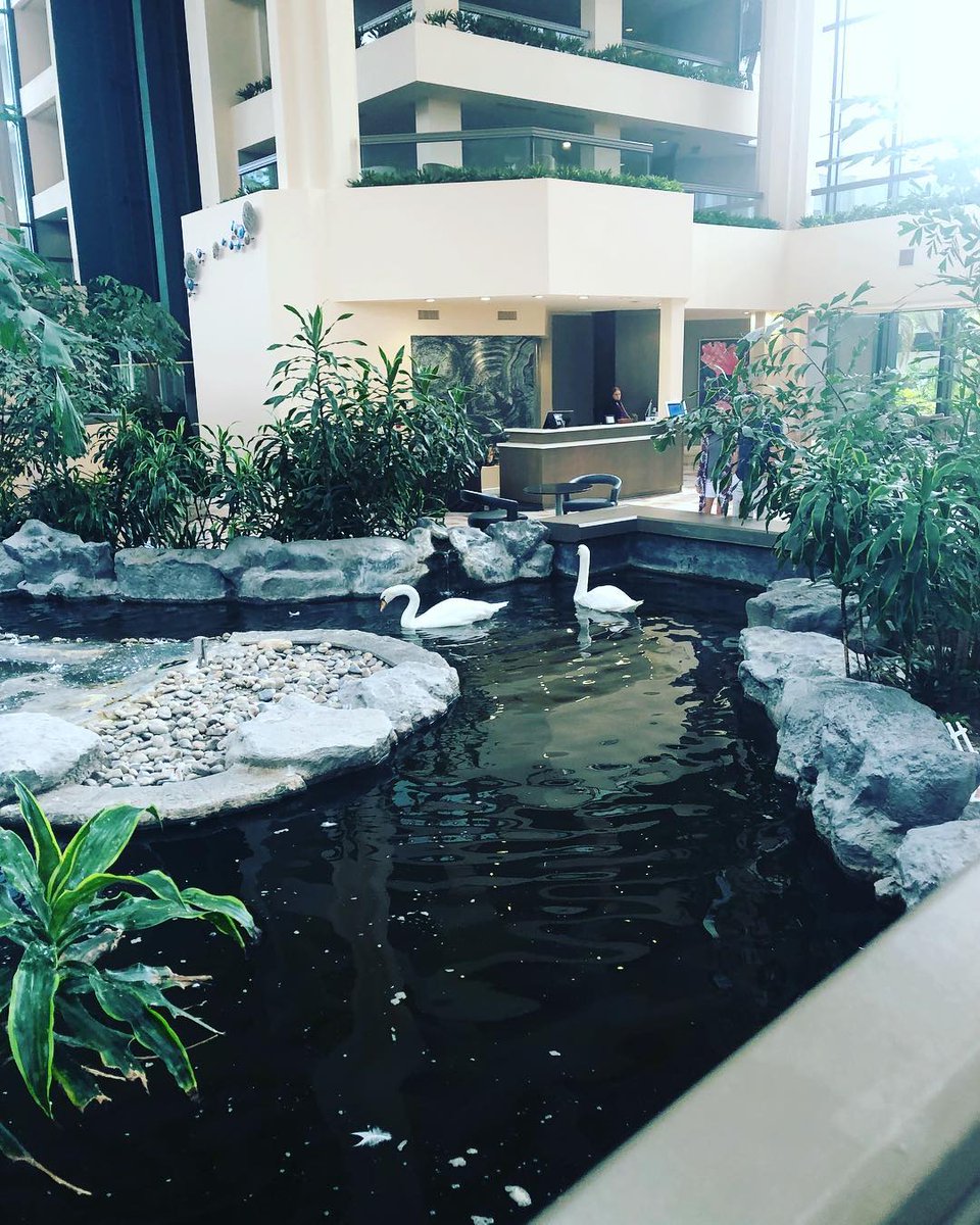 Share a little Sunday morning serenity with our swans.

📷_onaney_