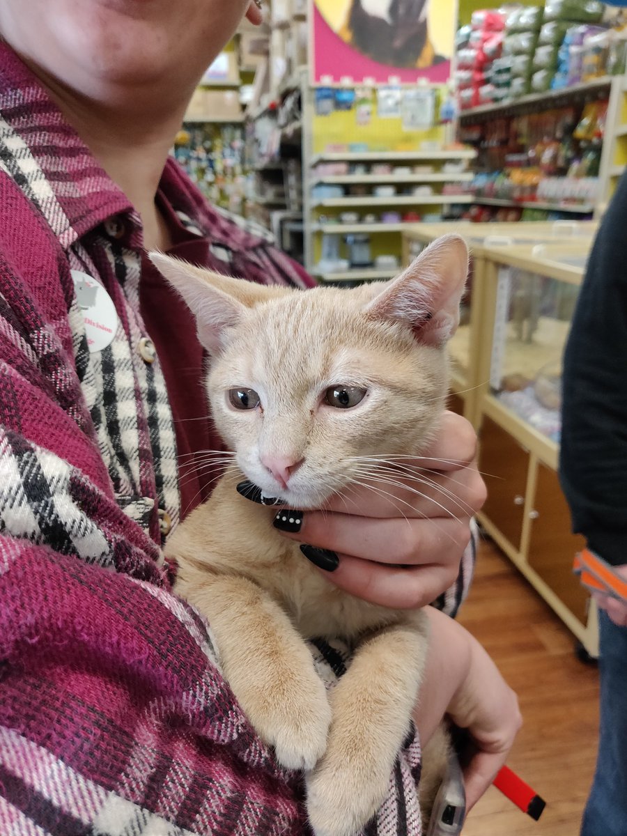 PetPreparedness's tweet photo. Arthur is a recipient of #RandomActsofKindnessDay. Thank you @PetPreparedness for helping my human parents become one step closer to being prepared before the next disaster strikes. #AnimalEmergencyPreparedness https://t.co/e11U41evaz