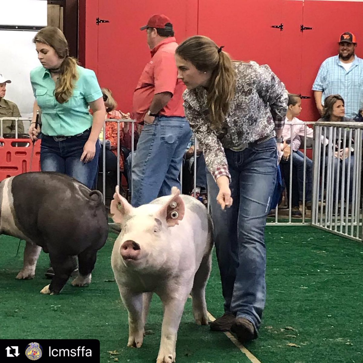LeeCountyAgEd's tweet photo. Lee County Hog Show was a success! Congrats to these showmen for all their hard work!! #saeproject #livestockshowteam #pigshows https://t.co/sP9pRKkjAV