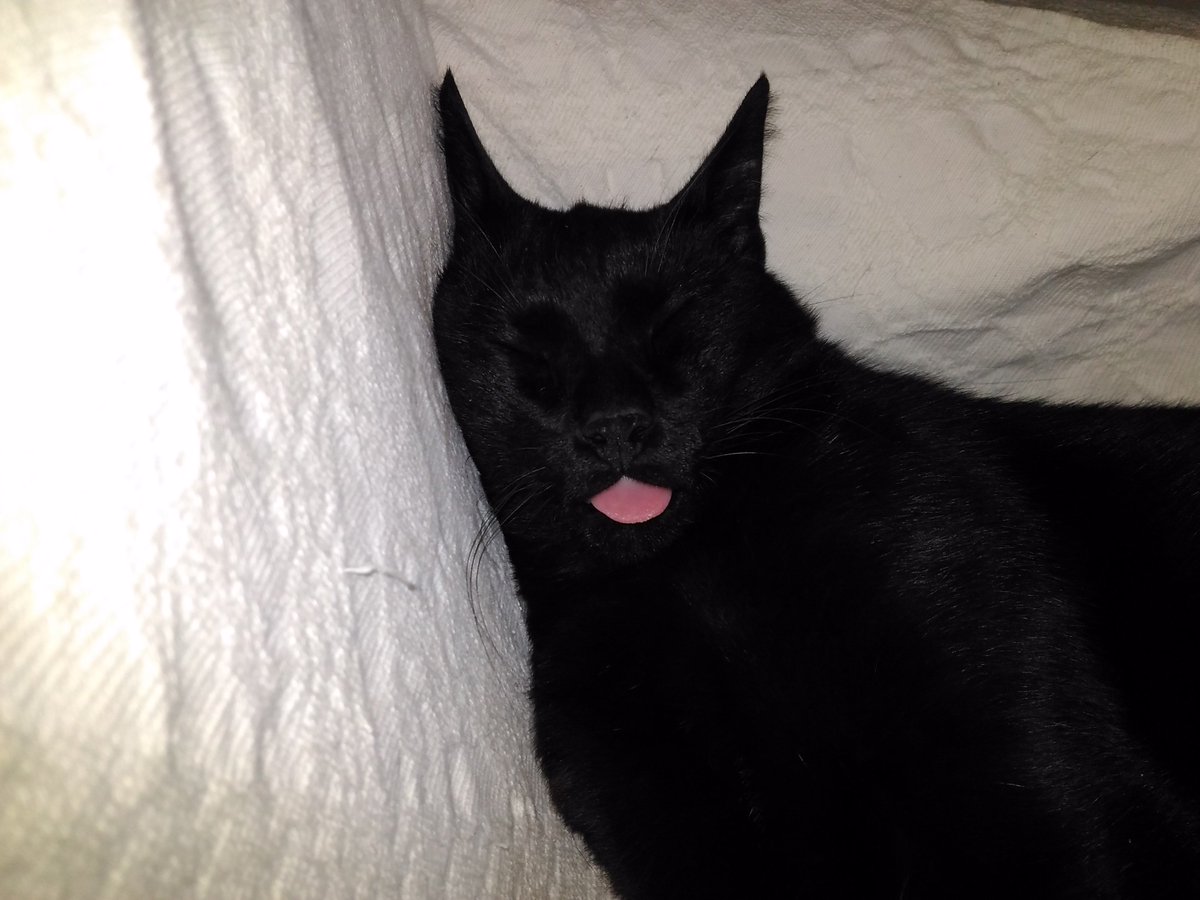 #DünyaKedilerGünü kutlu olsun.