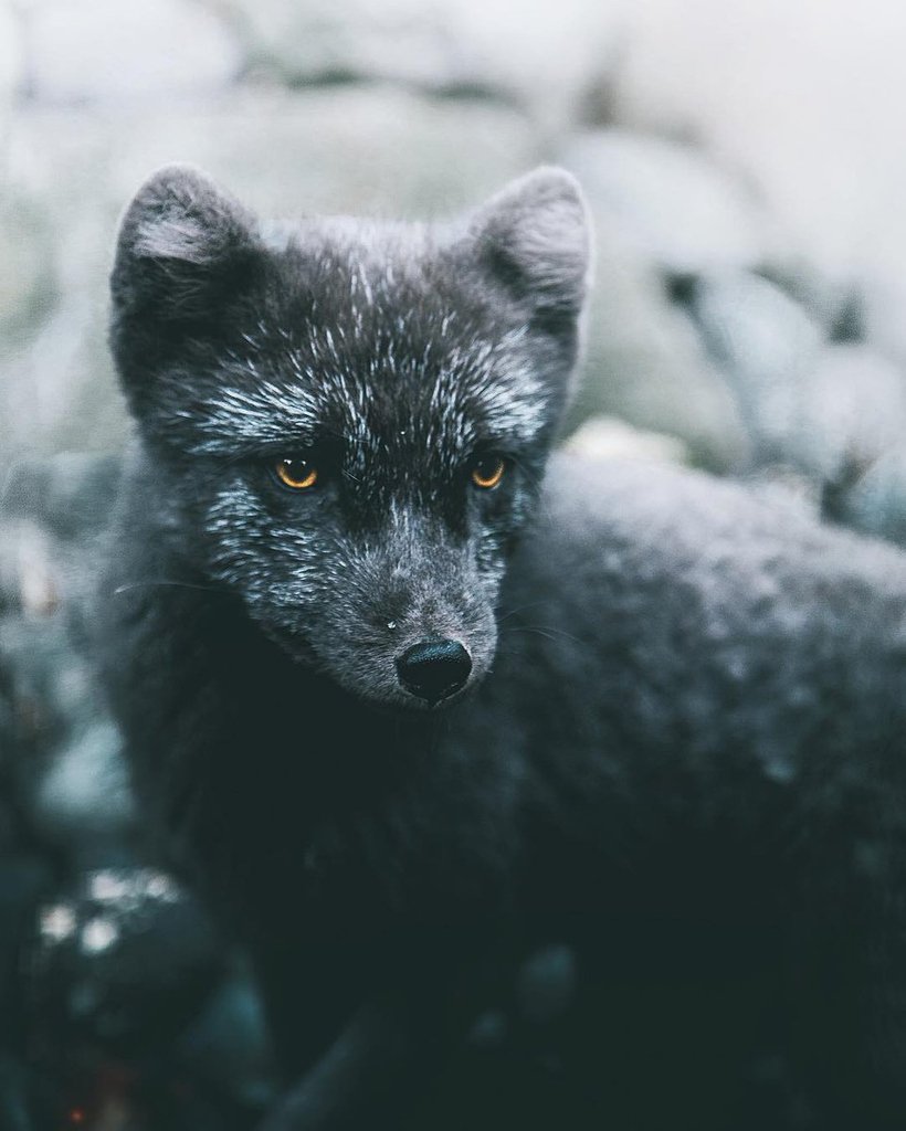 Foxes of Iceland | Photography by Joe Shutter