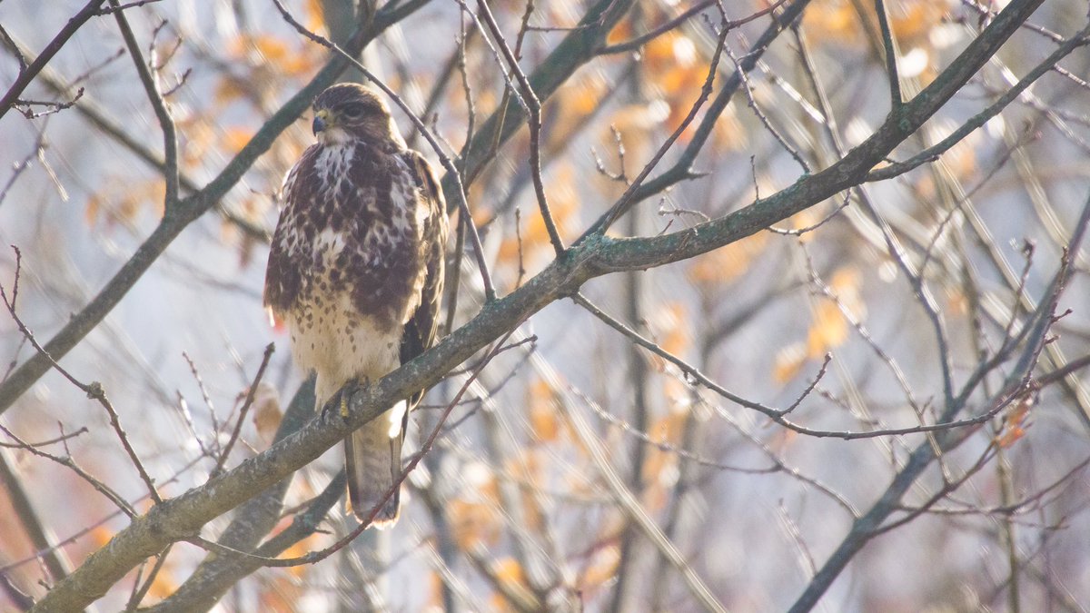 It's amazing what you can find in your local park! 

This image of a Buzzard was taken today on my regular recording route with the dog. 

Comment below with any interesting sightings in your local patch! 

#ukwildlife
#wildliferecording