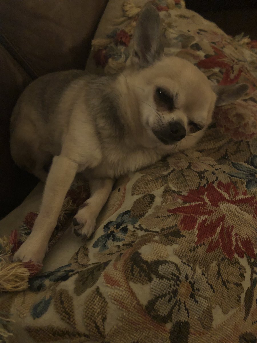 Dexter Chihuahua tweet media