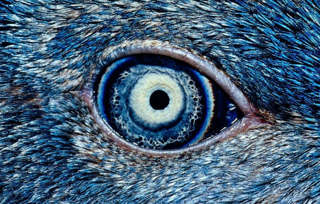 Middle Island Penguin Project on Twitter: "Such an incredible photo of ...