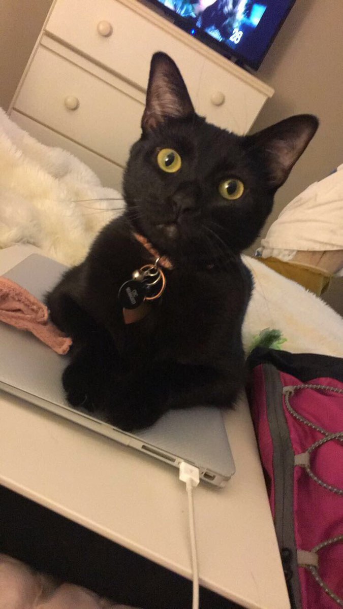 CarolineCanon's tweet photo. @bestcataccount https://t.co/dp5ywPYb8f