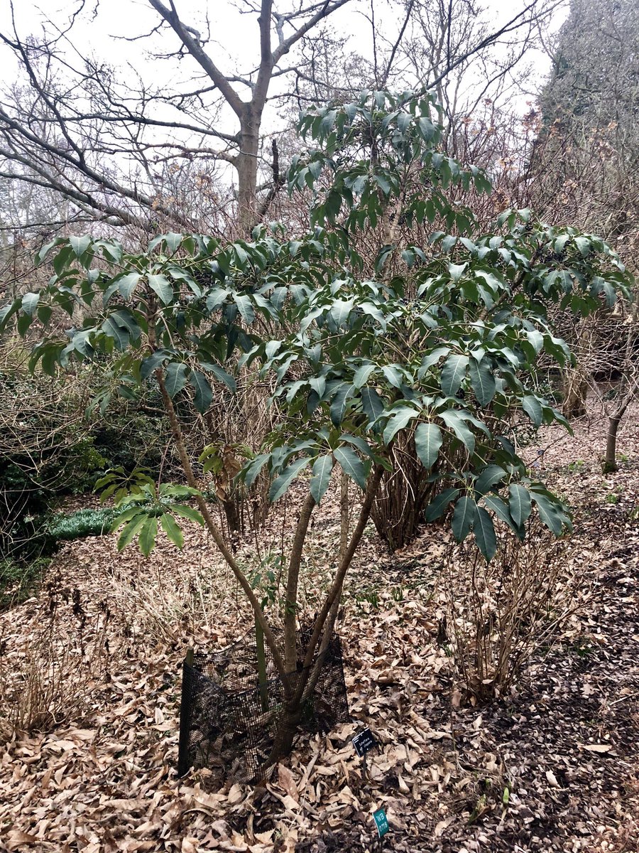 Hey @crugfarmplants 👋 we bought this Schefflera chapana on our very first shopping trip to you some 9 years ago. It’s now quite a specimen @RHSWisley on Battleston Hill. Hope you’re both well. X