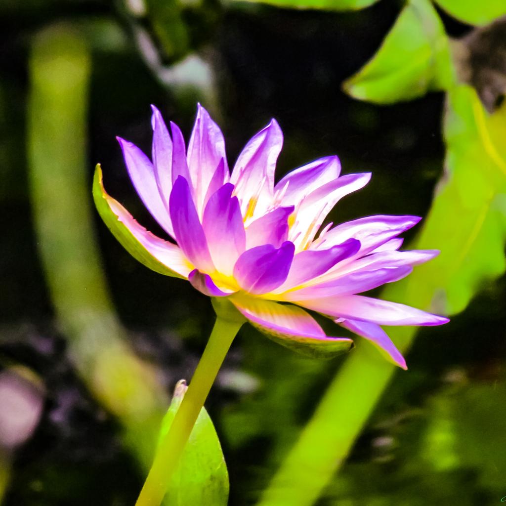 AbstractBodyArt's tweet photo. My #Waterlily #Series #Floral #Photography #Art taken at the #BotanicalGardens in #MiamiBeach #Miami #Florida 2018 #Follow my #Facebook, #Instagram, #Twitter & #YouTube #Channel for more. #IFollowBack #AbstractBodyArt #ThankYou. https://t.co/RNw3R1SZle