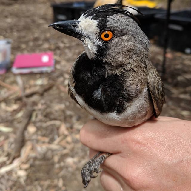 lanainthefield's tweet photo. Crested bellbird.
.
.
.
#mistnetting #birdscience #australianbirds #birdinthehand #bellbird #cresyedbellbird #birdsofaustralia #birdsofinsta #orangeeye https://t.co/b0DTB9K1CE https://t.co/8TOpzxCP2b