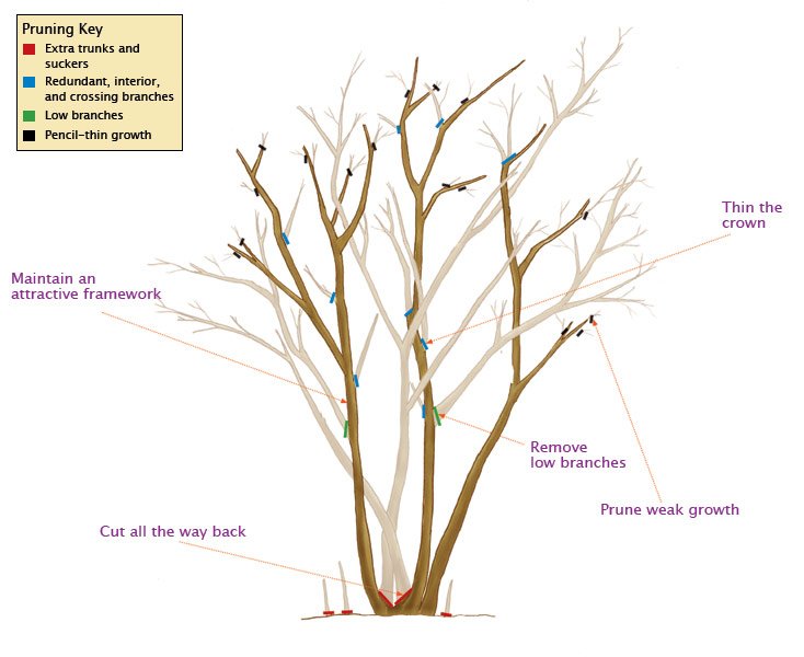 TXPlantGuy's tweet photo. Which pruning method do YOU think is better for the overall health and aesthetics of your #CrapeMyrtles? 🌳  Image 1 = Like    or   Image 2 = Retweet https://t.co/I4Kc7LabNH