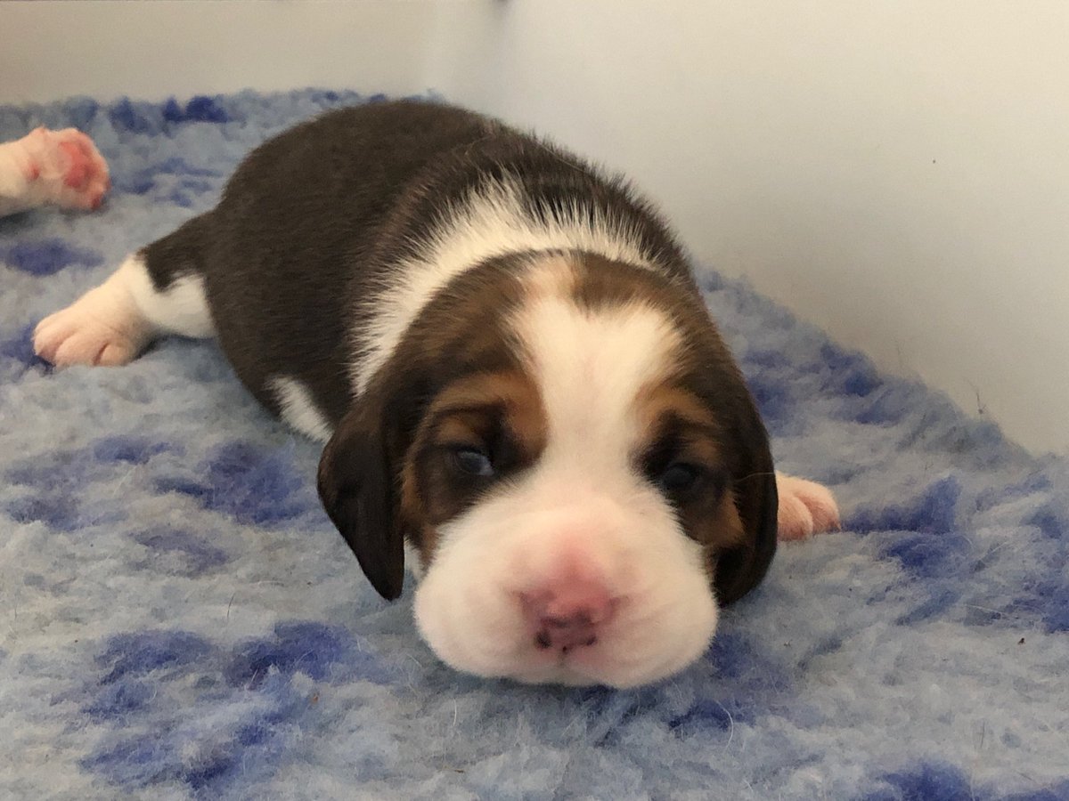 My grandson Gatsby. Also known as mini bean.