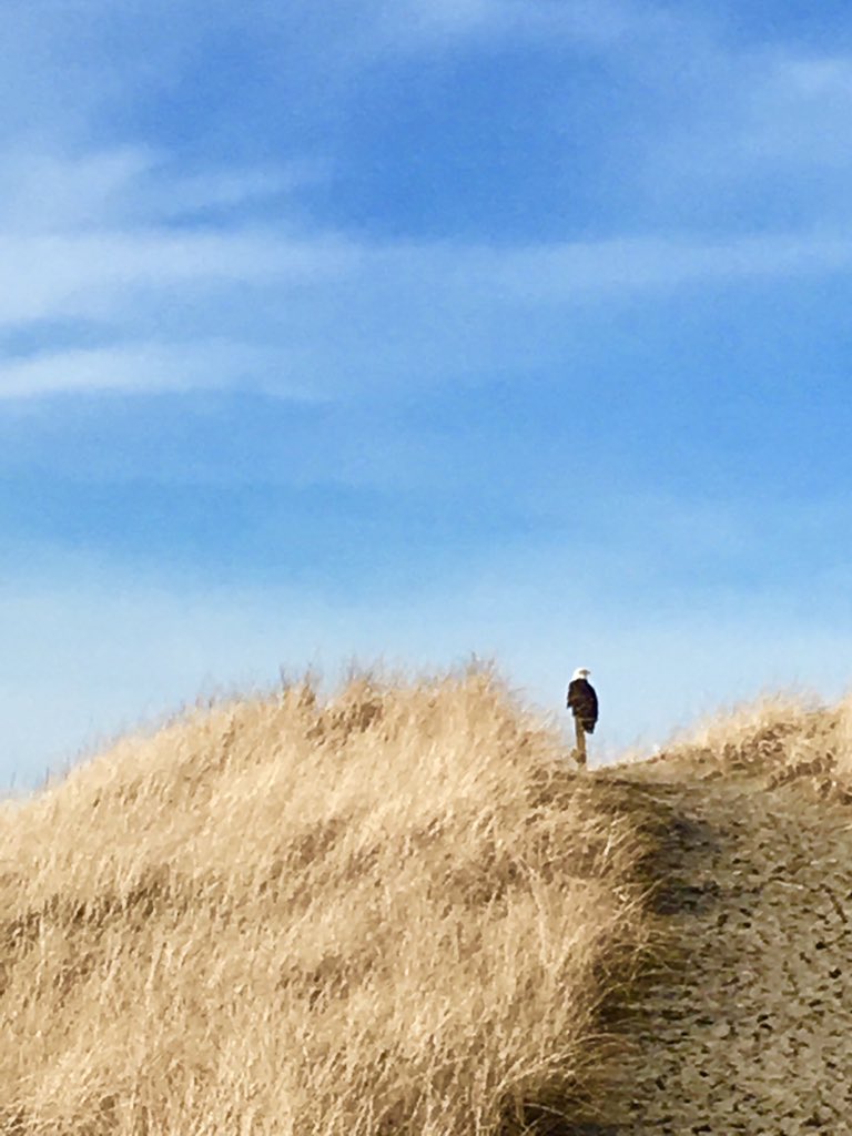 skeeks's tweet photo. @LunaLuvgood2020 @Rey_Sistance @lfkraus @TrinityResists @B52Malmet @TrisResists @DebbieDoesTwitt @exoticgamora @KassandraSeven @ladyhawkerfinds @mcspocky Bald eagle on the dunes, Longbeach Washington https://t.co/OOfrINO2Uc