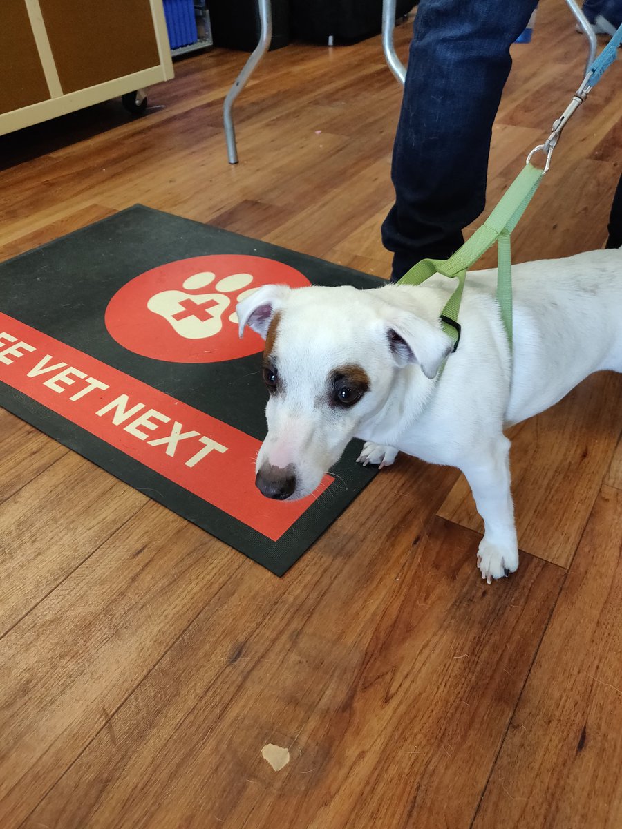 PetPreparedness's tweet photo. Sparty is a recipient of #RandomActsofKindnessDay. Thank you @PetPreparedness for helping my human parents become one step closer to being prepared before the next disaster strikes. #AnimalEmergencyPreparedness https://t.co/zopgbdiyO2