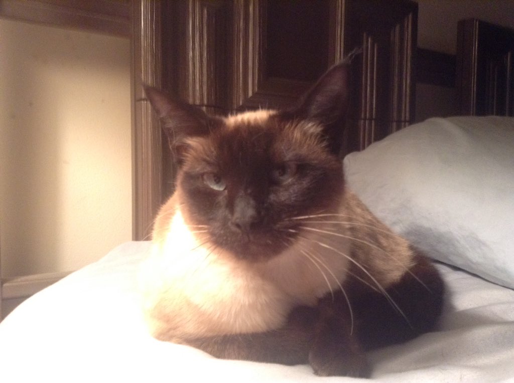 PattySS55's tweet photo. #MyNaturalCat https://t.co/5BJCgnjjF8