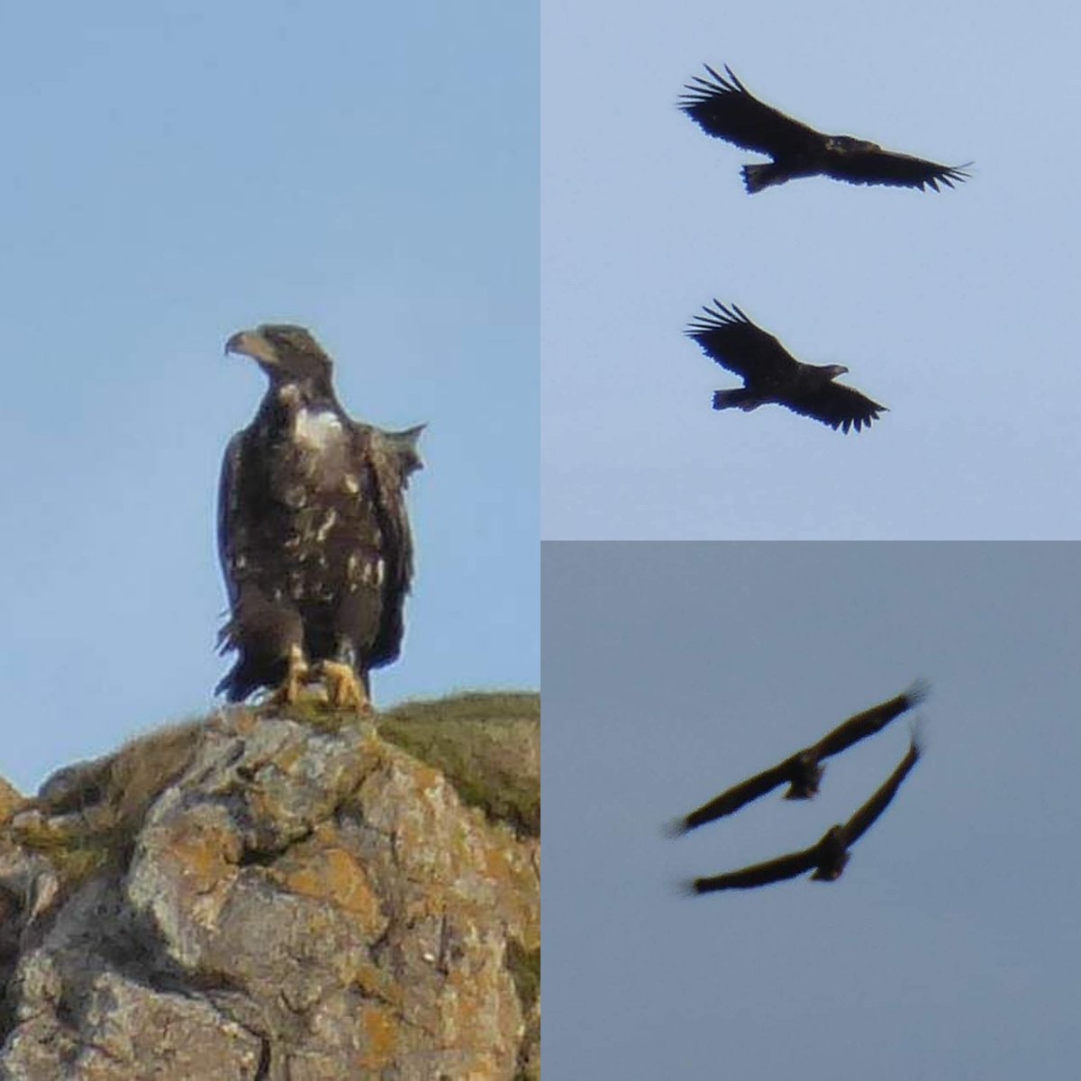 Amazing photos of eagles taken by Elphin Tea Rooms today in #Elphin #Sutherland