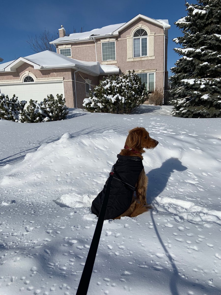 mellymae_66's tweet photo. @MgdRipley is no Punxsutawney Pete but this guy definitely saw his shadow today! -24C with the windchill but an absolute gorgeous day #thesunfeelsgood #springis coming #mgd #sundayfeels https://t.co/H615LQ1i4o