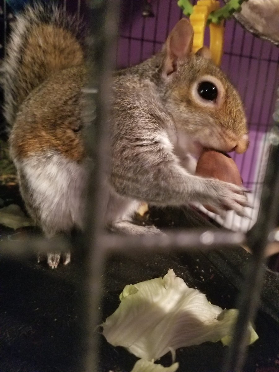 ShilohVoodoo's tweet photo. @Dwuff Look at her! She's pure and sweet and so loving, her name is Nom Noms, she is just the most wonderful creature in existence https://t.co/tLzlKVT3sG