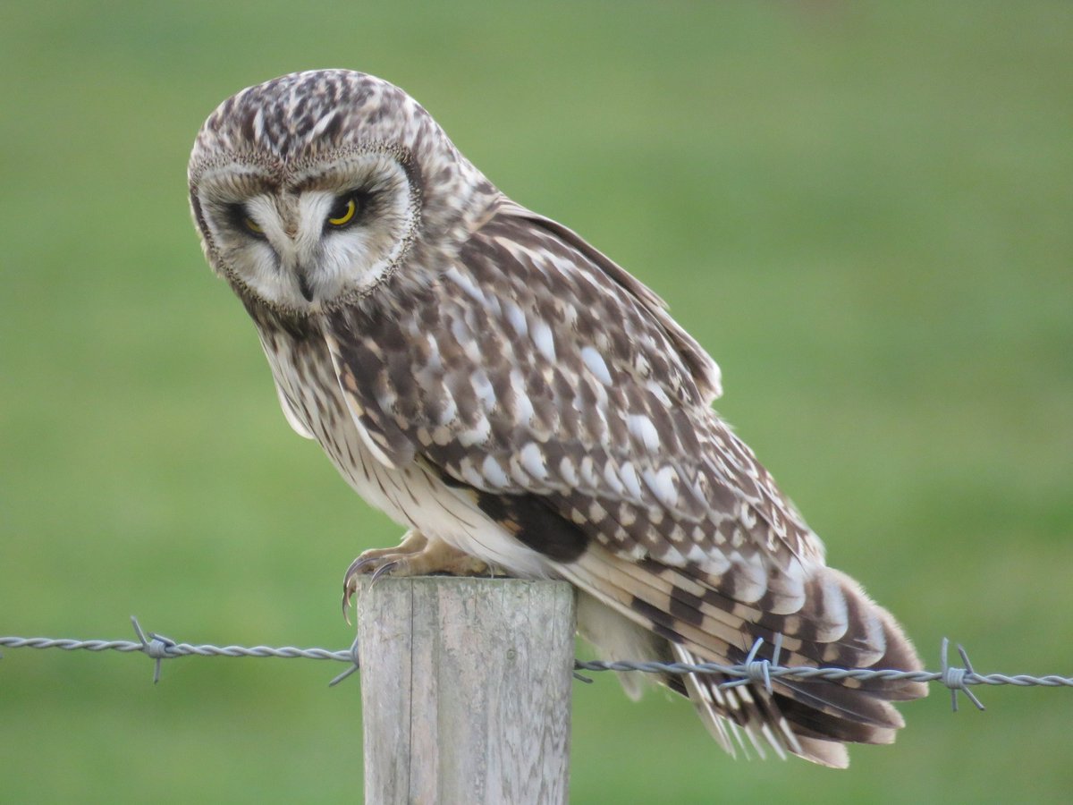 fatboy_is_slim's tweet photo. Brilliant late afternoon visit to @WWTSteart - came around a corner on my bike near Polden Hide and managed to stop, get my camera out and take some photos of this Shortie that was so close I could almost touch it! Uncropped images taken with my Canon SX60hs https://t.co/NcRo6EjVwz