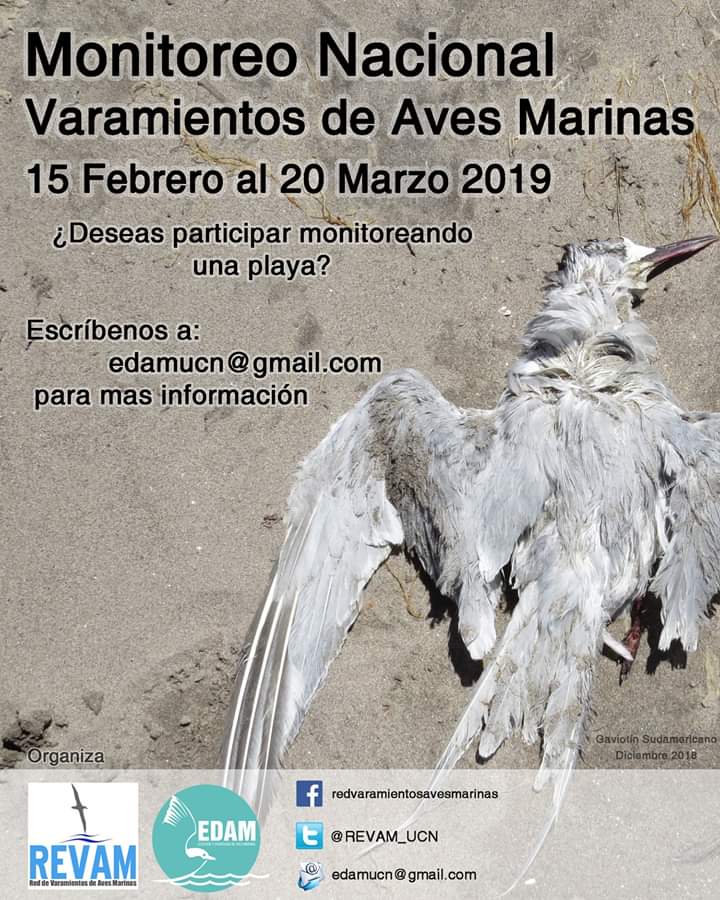 REVAM_UCN's tweet photo. 🤓🐧🏖️🧐 #ATENCIÓN !!! MONITOREO NACIONAL #REVAM #COMPARTE 🐧🏖️🧐
No olviden que pueden sumarse al monitoreo de #VERANO2019 que se está realizando entre el 15 #Febrero al 20 de #Marzo. #REVAM #Seabirds #Chile #Varamientos #CienciaCiudadana Dudas MP 😉 https://t.co/YAOhpPMpXM