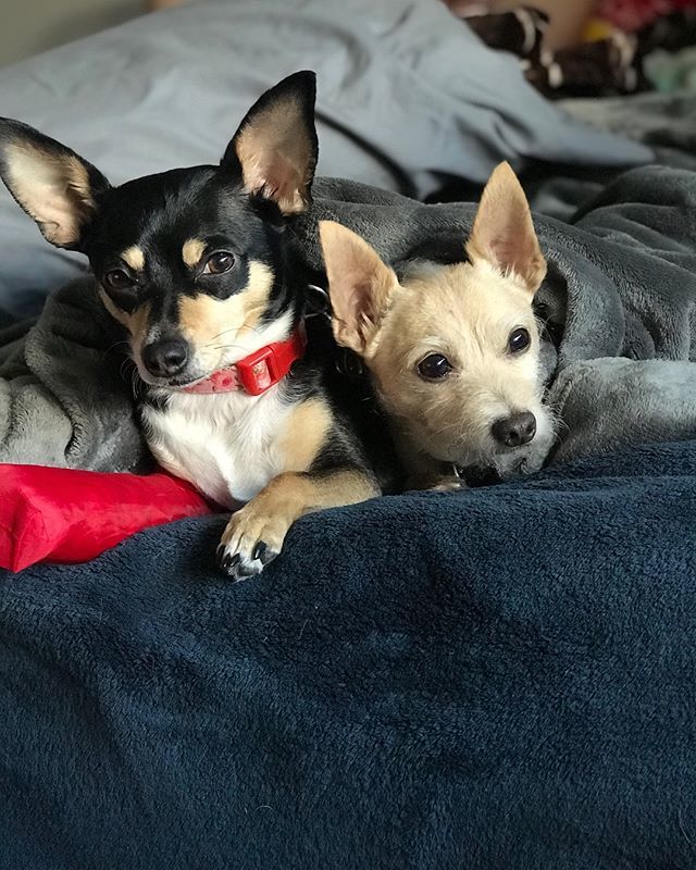 stewandsoph's tweet photo. Sunday morning cuddles and a Sophie update! After lots and lots of hassle with the cone, which eventually led to her chewing through her cone, we decided the cone wasn’t working for her anymore. So we are trying something new. We used an umbrella cover t… https://t.co/aXMoMGkHGj https://t.co/xyfp02EbMK