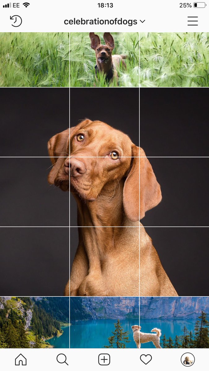 dogcelebration's tweet photo. If you’d like to be featured on our Instagram, reply with a picture of your dog and we’ll pick a winner to be put up in a big grid form! #DogCelebration  🐶🐾🐶 https://t.co/MWaNKiQXCM