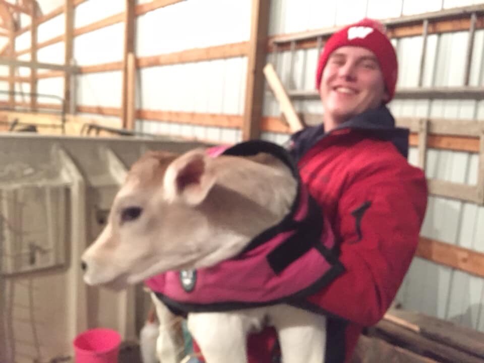 Schroepfer72's tweet photo. I was given a Brown Swiss calf for my eighth birthday and I haven’t looked back since. To celebrate #FFAWeek and #SAESunday I wanted to share some images of my involvement in agriculture. @wisconsin_ffa #agtruth #ourtraditionourfutureourlegacy https://t.co/9XxgCtGn9w