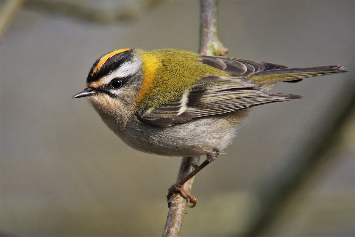 I thought I couldn't better yesterday's Black Redstart, but I think this Firecrest may have done it 😊