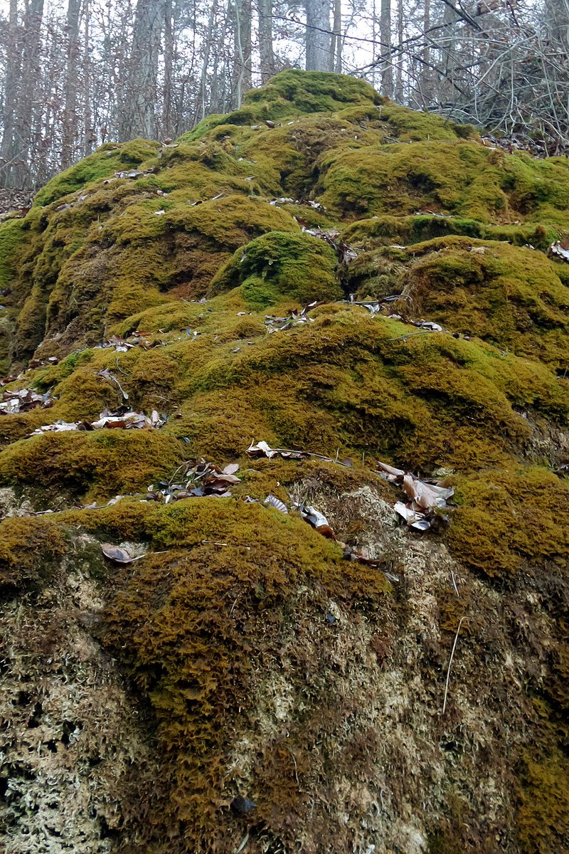 mossworld - annette tweet media