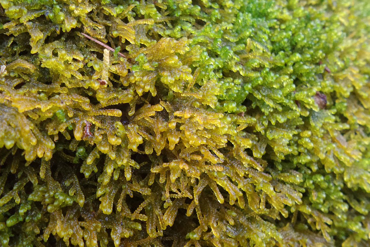 mossworld - annette tweet media