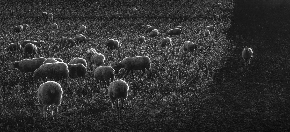 mark_lj's tweet image. The Outsider