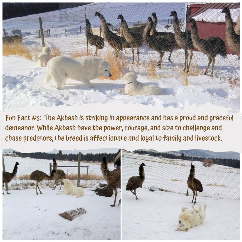 RanchEmu's tweet photo. Fun Fact #3 about our Akbash dogs ( KC, Jack, and Cem )! Learn more!
#montanaemuranch #Akbash #puppies #emulove #emuranch #montana #emuoil #emubeauty #pets #montanabeauty #madeinmontana #madeinmt #madeinusa #petcare #healthypets #petproducts #massageoil #akbashbreed #animals https://t.co/koAVtDzscA