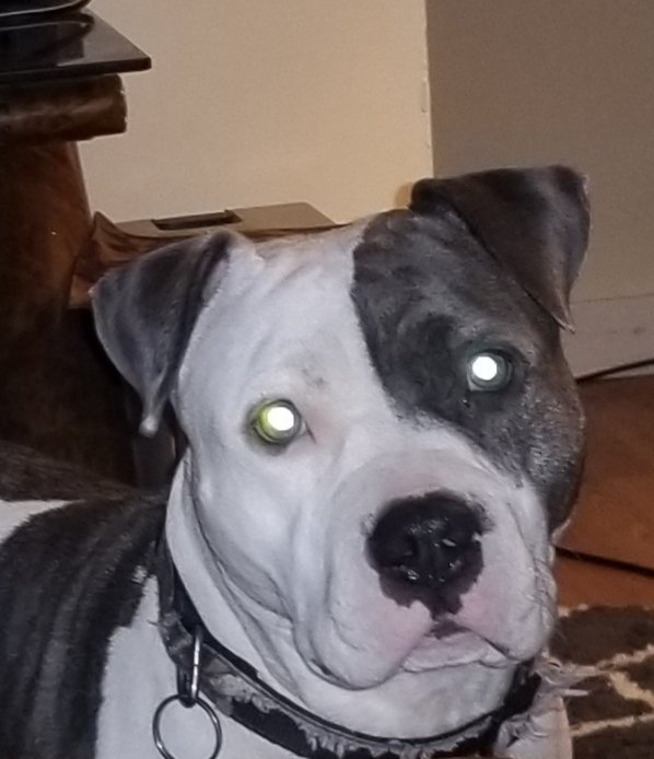 AuthorTimWByrd's tweet photo. @CLOVEOFDOGS Lol this is Dakota she needs a very very very big dig proof #indistructable #dog #toy #furbaby
#Americanbully #love #baby https://t.co/iMISjq2n5y