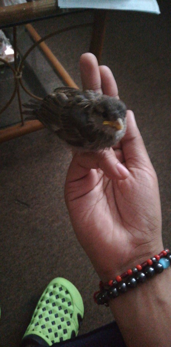 Falcao33's tweet photo. -que haces?
- tengo un pájaro en mano.
- que vulgar.
- pero.... :V https://t.co/sSiZLPc9pX