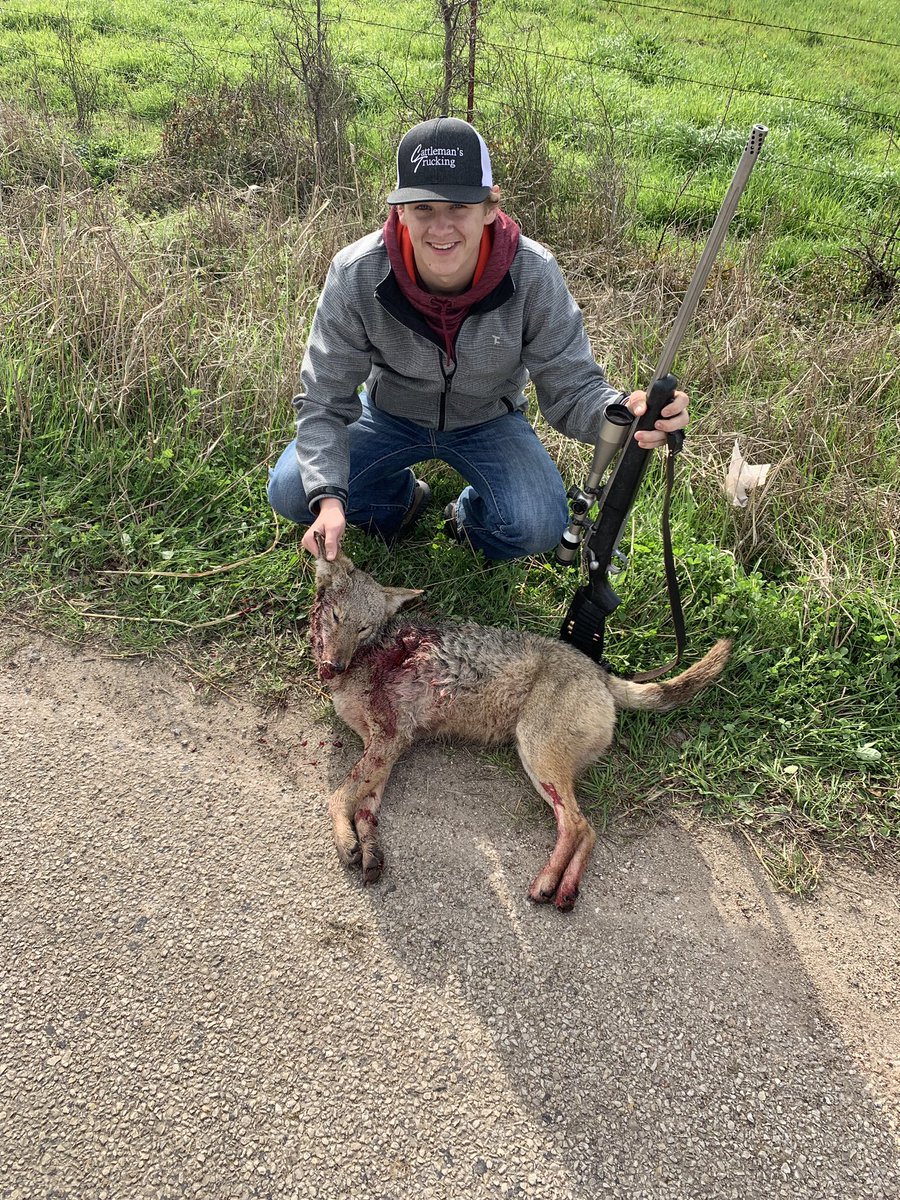 300 put the hurt on this young coyote this morning.