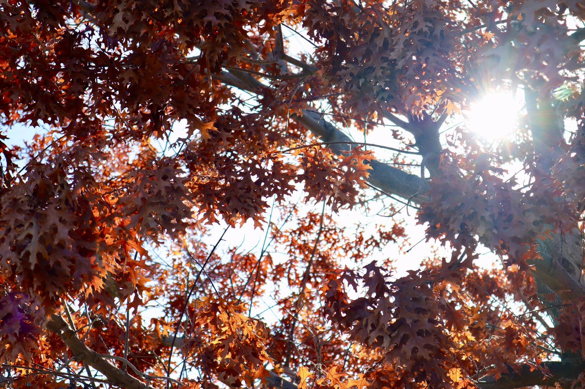 common_places's tweet photo. Red leaves. https://t.co/A65a6fl5NS