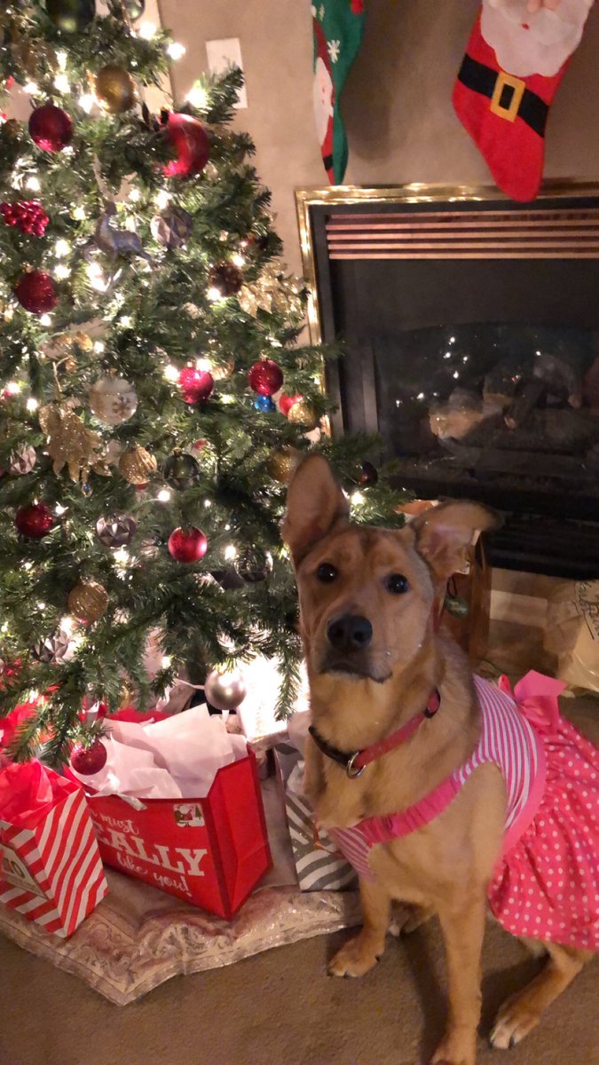 collinforeman11's tweet photo. missed the anniversary but 2/9/19 marked 2 years since i’ve had Zoey 😭😍 loml https://t.co/0dWddjZrd9