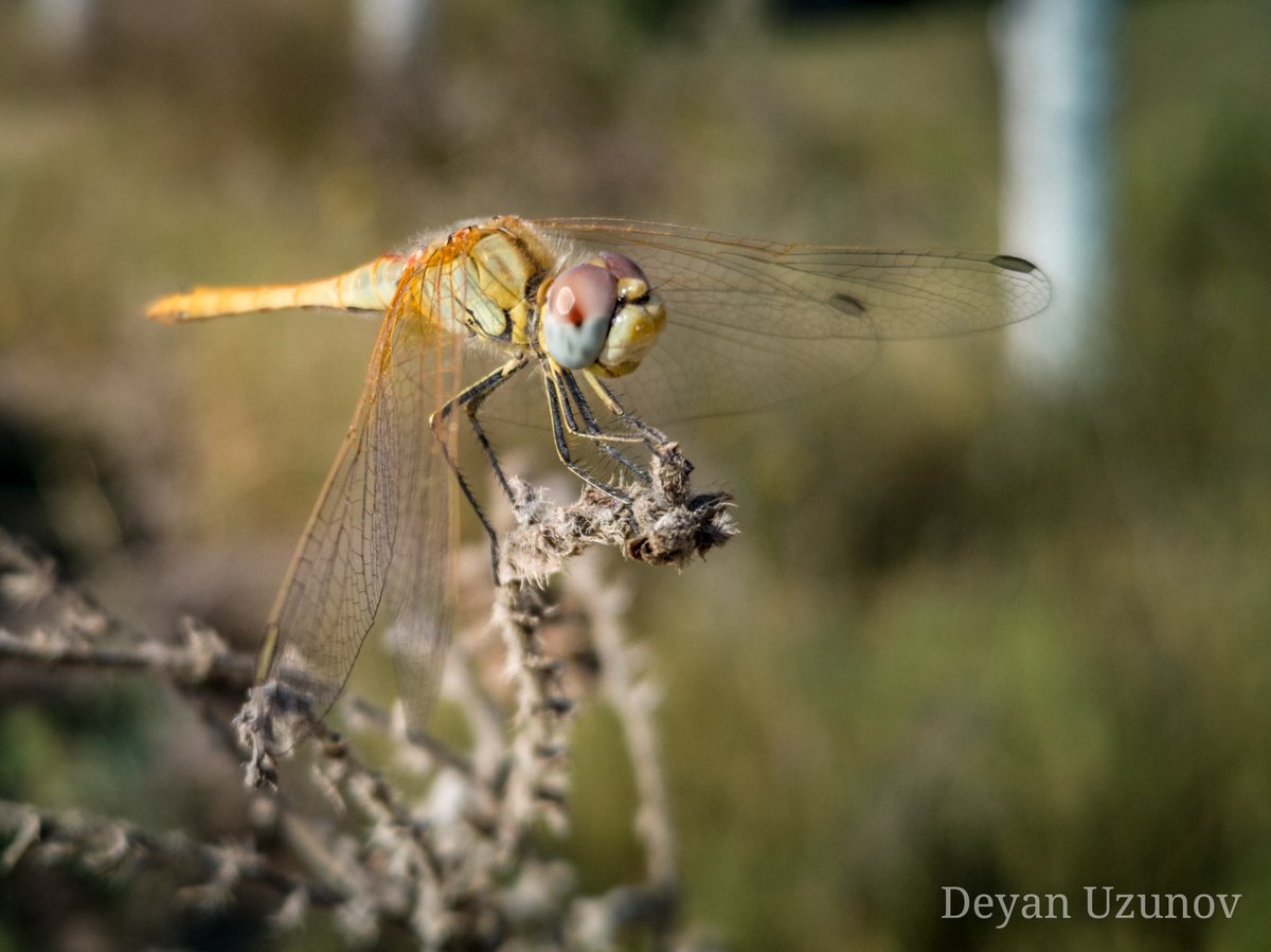 Dragonfly & The Morning Sunlight #summerfields #dragonfly #morningsunlight #summermorning #fieldlife