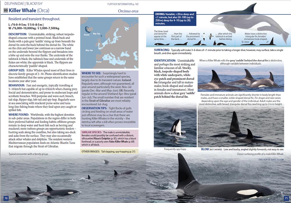 HughHarrop's tweet image. A sneak preview of a few pages from the forthcoming @PrincetonUPress 'Europe's Sea Mammals' book due in July 2019. It has been a pleasure to co-author this project with my good friends Rob Still, Tim Stenton and Luis Dias. Special thanks to @ORCA_web, @BDMLR and @SeaWatchersUK