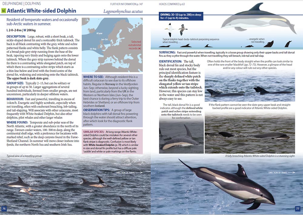 HughHarrop's tweet image. A sneak preview of a few pages from the forthcoming @PrincetonUPress 'Europe's Sea Mammals' book due in July 2019. It has been a pleasure to co-author this project with my good friends Rob Still, Tim Stenton and Luis Dias. Special thanks to @ORCA_web, @BDMLR and @SeaWatchersUK