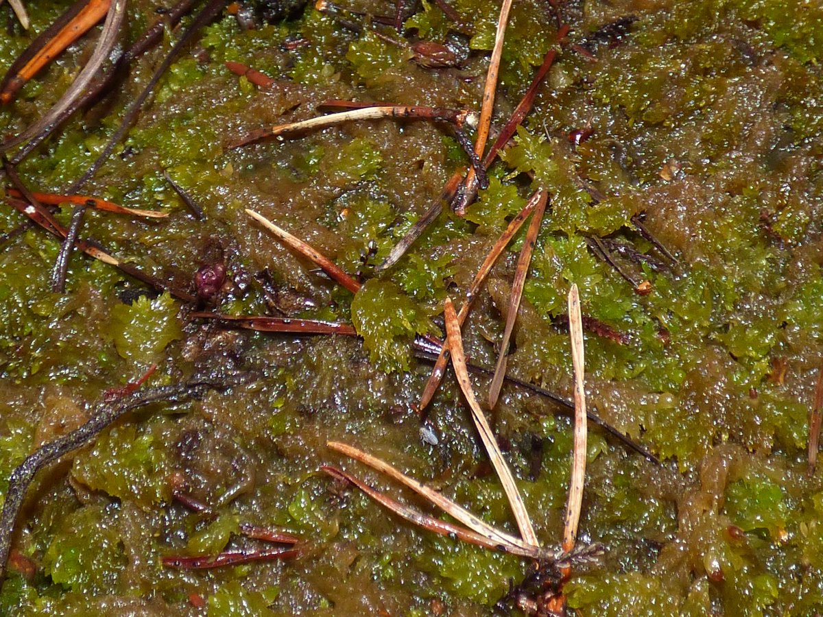 Somewhat inspired by <a href="/CalumUrquhart1/">Calum Urquhart</a>'s Sphagnum-finding, I went out &amp; collected some Sphagnums earlier today during a break in report writing, IDed them just now as another wee break: Sphagnum capillifolium, S. fallax, S. compactum, S. palustre &amp; S. tenellum.