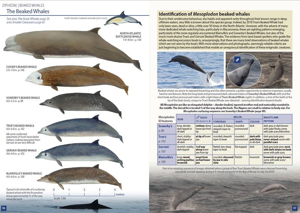 HughHarrop's tweet image. A sneak preview of a few pages from the forthcoming @PrincetonUPress 'Europe's Sea Mammals' book due in July 2019. It has been a pleasure to co-author this project with my good friends Rob Still, Tim Stenton and Luis Dias. Special thanks to @ORCA_web, @BDMLR and @SeaWatchersUK