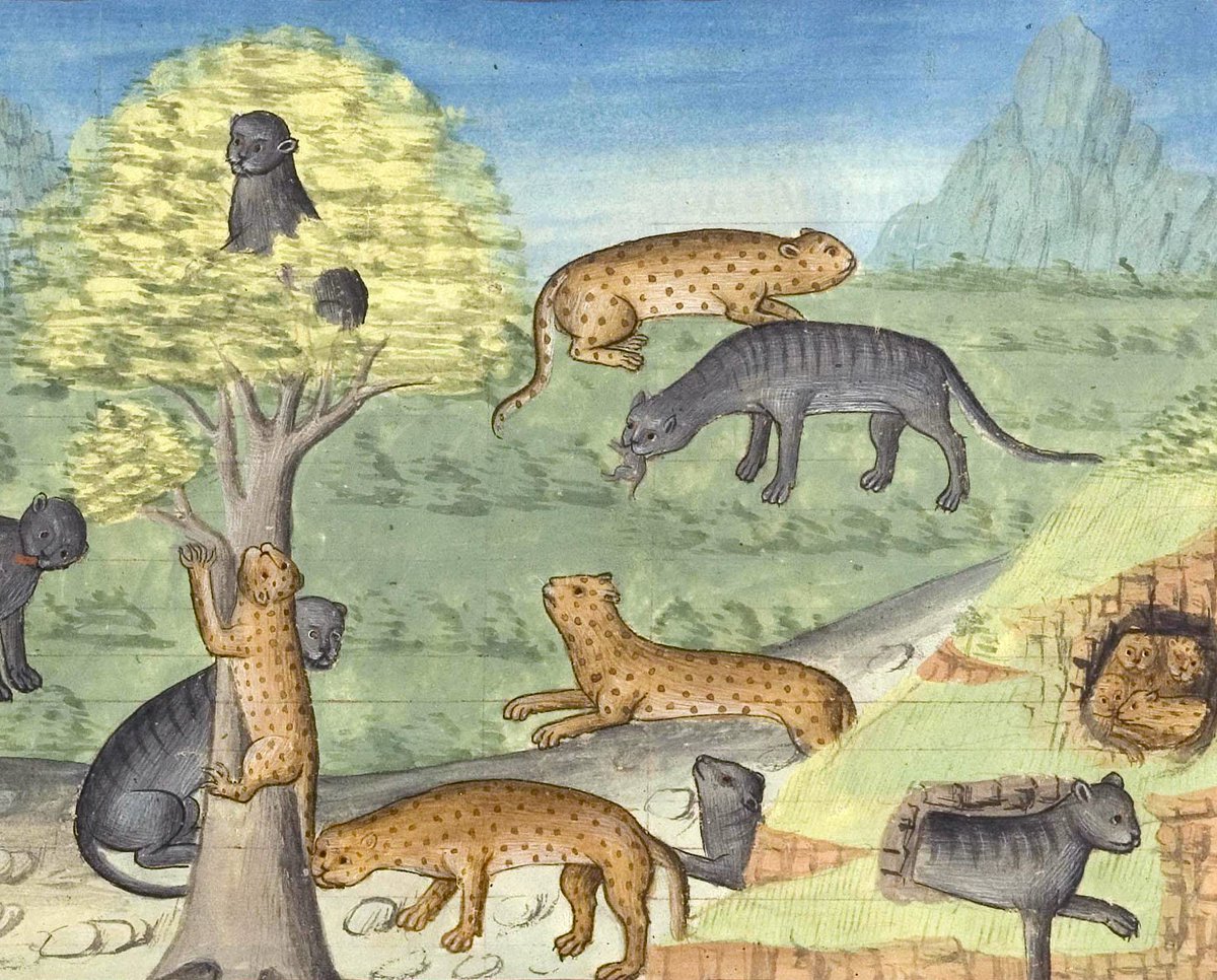 discarding_imgs's tweet photo. Wild cats, Gaston Phébus, Livre de la chasse, France 15th century (Chantilly, Musée Condé, ms. 367, fol. 19r) https://t.co/tGERl7iynk