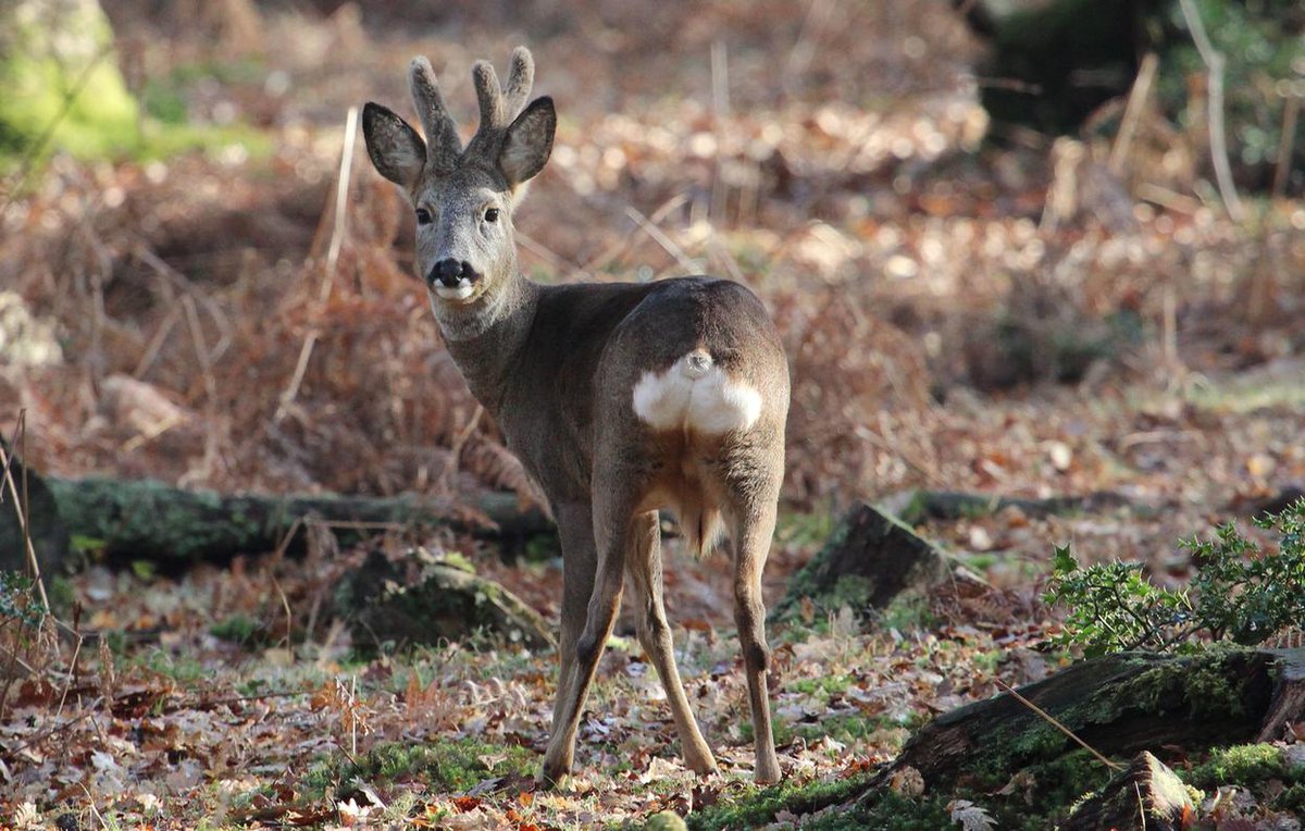Roebuck today <a href="/NewForestNPA/">New Forest NPA</a> <a href="/Tracking_Signs/">Forest Tracker 🇺🇦</a> <a href="/JoLangb/">Jochen Langbein2</a> @wildlife_uk <a href="/NatureUK/">NatureUK</a> @BBCCountryfile <a href="/BBCSpringwatch/">BBC Springwatch</a> <a href="/WildlifeMag/">BBC Wildlife</a> @NewForestNP <a href="/iNatureUK/">iNatureUK</a> @TheDailyDeer