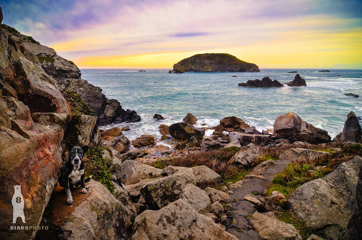 Bear8Photo's tweet photo. This was a tough one to edit..
#oregoncoast #exploreoregon #pnw #coastal #oregonawesome #thepupnation #adventurewithdogs #adventurepups #dogswithnature #outdoorpups #animalexplorers #dogsthathike #hikingwithdogs https://t.co/Zm8Vja06wl