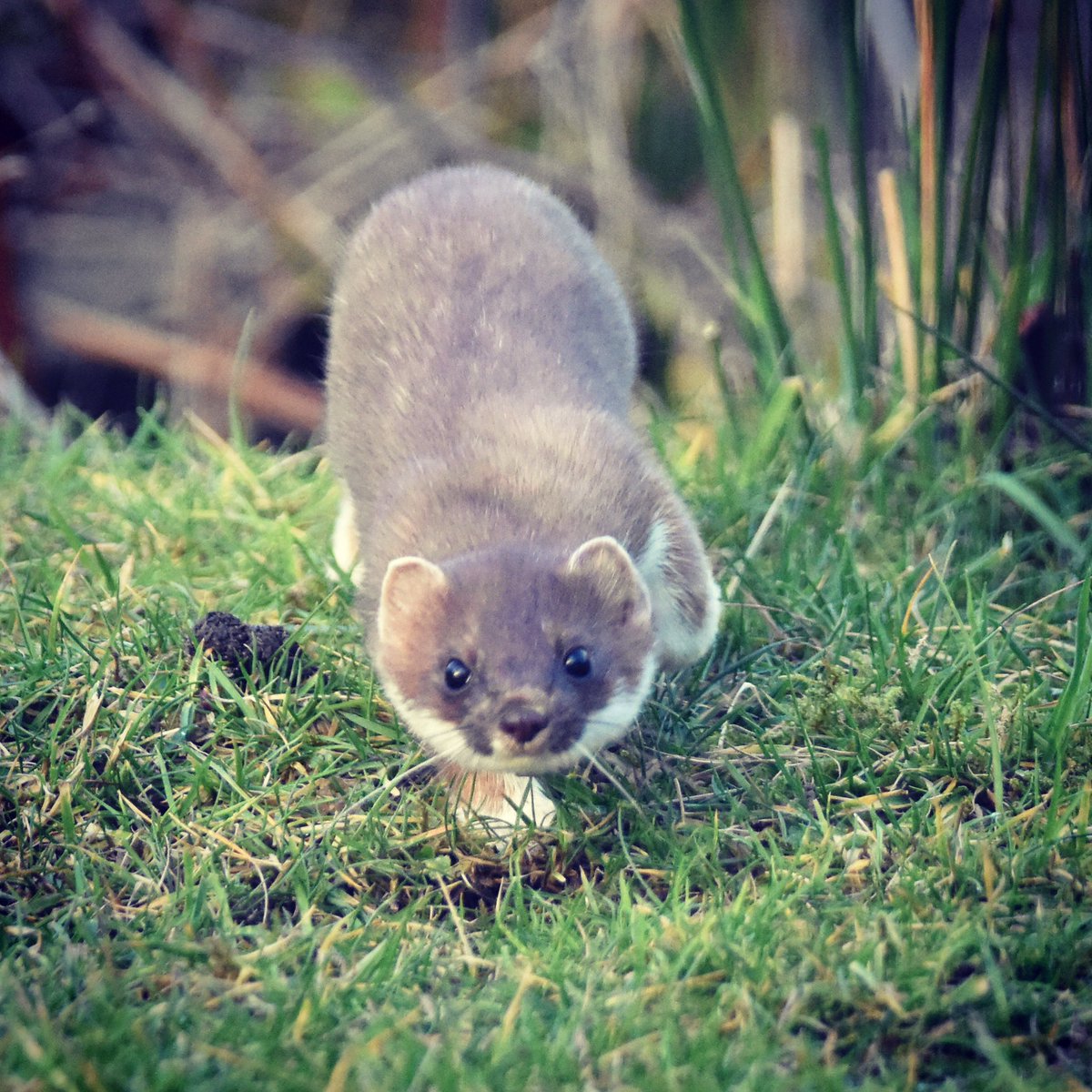 KevinCumming6's tweet photo. Spent some time with this beautiful stoat today. Remember you can book your wildlife experience #wildeskdale now! @WildlifeMag @CountryfileMag @nature_scot @WildlifeTrusts @BBCSpringwatch @Natures_Voice @ChrisGPackham @wildscotland @ https://t.co/fcMioscf5a