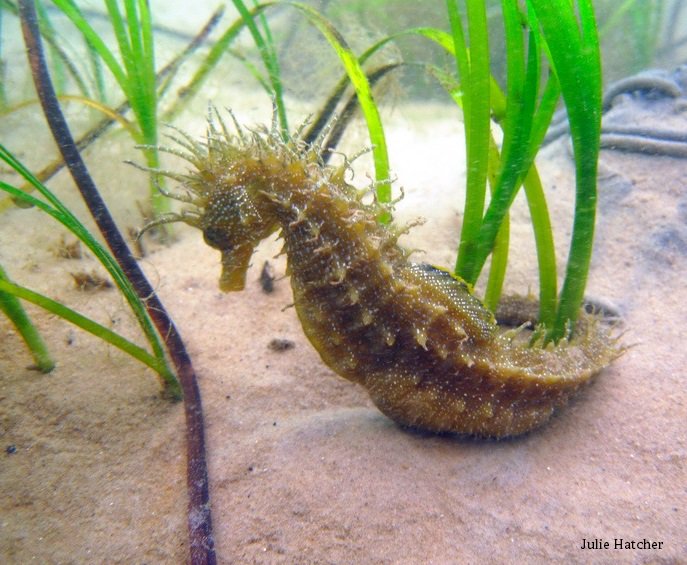WildlifeTrusts's tweet photo. We have 2 sorts of seahorse in the UK – short snouted and spiny. Both are adorable! Studland Bay is a very important place for seahorses but its seagrass beds are at risk.

 We want it to be better protected as a Marine Conservation Zone 🌊💚 https://t.co/jjSs8W1pEO