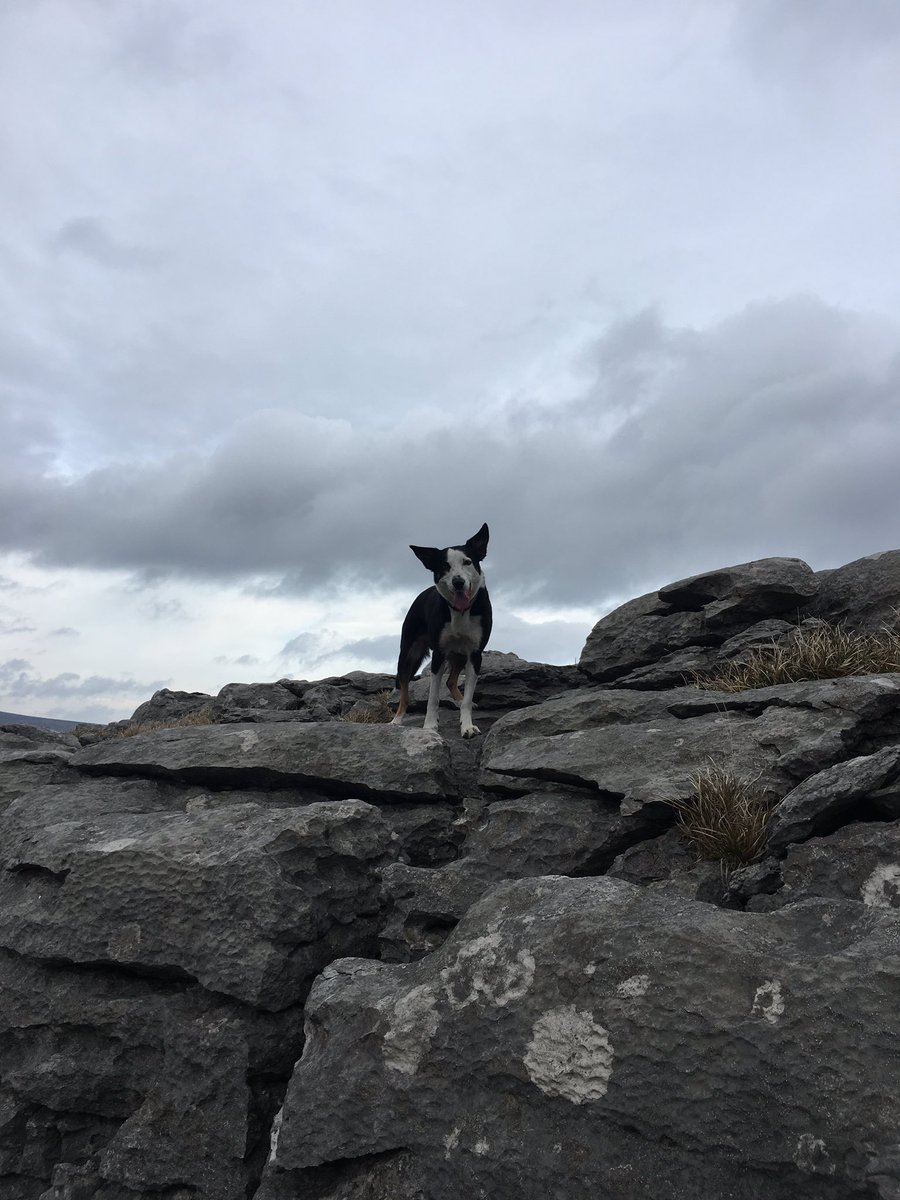 Sunday walkies in the #yorkshiredales